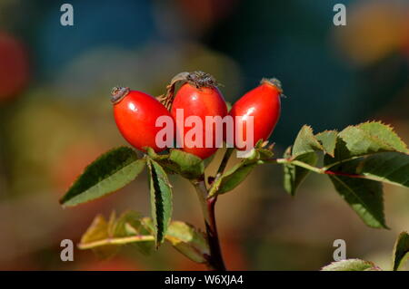 Hagebutten in Plana Berg Bulgarien Stockfoto