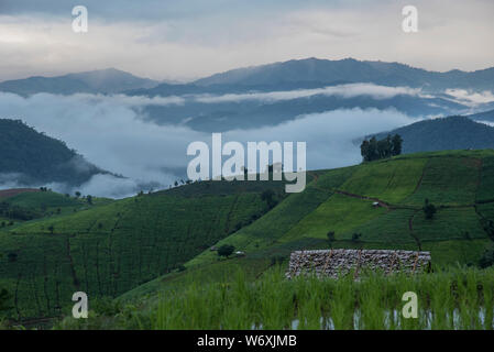 Reisfelder auf der Terrasse in der Regenzeit mit Bambus Hütte & nebelig Bewegung auf dem Berg Hintergrund bei Pa Pong Peang Dorf in Stockfoto