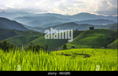 Grün Reis terrassierte Feld in der Regenzeit mit den Schichten der Berg bei Baan Pa-Bong Piang Village in Chiang Mai, Thailand Stockfoto