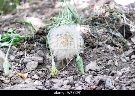 Big White Löwenzahn auf dem Boden liegt Stockfoto