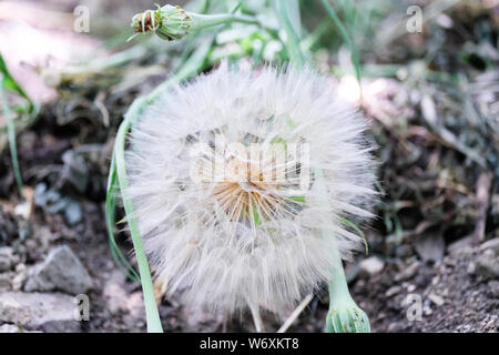 Big White Löwenzahn auf dem Boden liegt Stockfoto