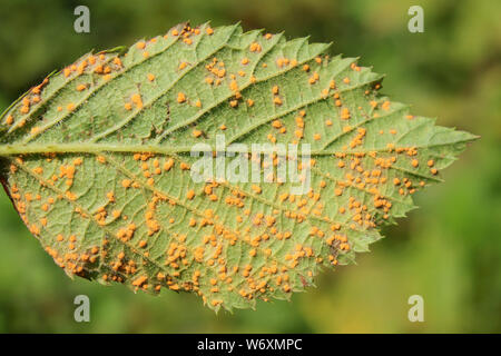 Orangefarbene Sporen von Violet Brombeere Rost (Phragmidium Violaceum) Im Sommer, die Verdunkeln zu Violett Schwarz im Winter Stockfoto