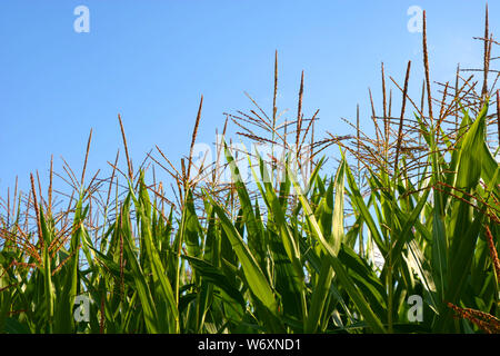 Oder ZUCKERMAIS Zea mays oder Zuckermais mit Purpur gefärbten Blüten im ländlichen Hintergrund, Zuckermais Blumen und azurblauen Himmel Stockfoto