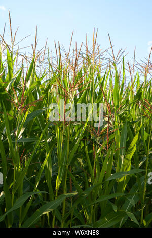 Mais in der Blüte im August, Mais oder Zea mays oder Zuckermais mit lila Blumen ländlicher Hintergrund Stockfoto