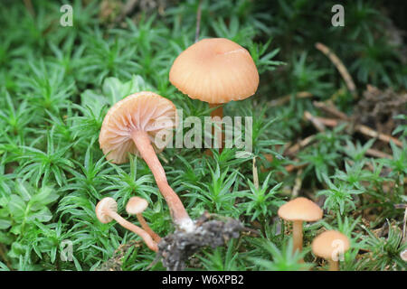Laccaria laccata, allgemein bekannt als der Verführer oder wachsartige laccaria, wilde Pilze aus Finnland Stockfoto