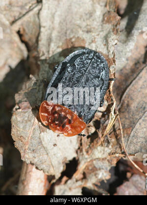 Oiceoptoma thoracica, wie das Red-breasted Carrion Beetle bekannt Stockfoto