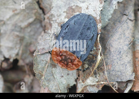 Oiceoptoma thoracica, wie das Red-breasted Carrion Beetle bekannt Stockfoto