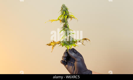 Der junge Mensch in seiner Hand madical Marihuana Knospen, close-up. Frisches cannabis Knospen, Ernte. Cannabis ist ein Konzept der Kräutermedizin. Stockfoto