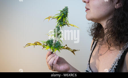 Der junge Mensch in seiner Hand madical Marihuana Knospen, close-up. Frisches cannabis Knospen, Ernte. Cannabis ist ein Konzept der Kräutermedizin. Stockfoto