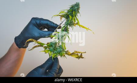 Die junge Person Trimmen in seiner Hand madical Marihuana Knospen, close-up. Frisches cannabis Knospen, Ernte. Cannabis ist ein Konzept der Kräutermedizin. Stockfoto