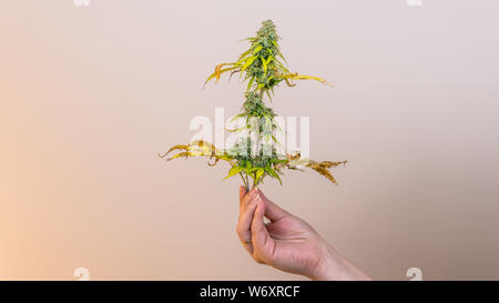 Der junge Mensch in seiner Hand madical Marihuana Knospen, close-up. Frisches cannabis Knospen, Ernte. Cannabis ist ein Konzept der Kräutermedizin. Stockfoto