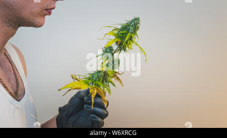 Der junge Mensch in seiner Hand madical Marihuana Knospen, close-up. Frisches cannabis Knospen, Ernte. Cannabis ist ein Konzept der Kräutermedizin. Stockfoto