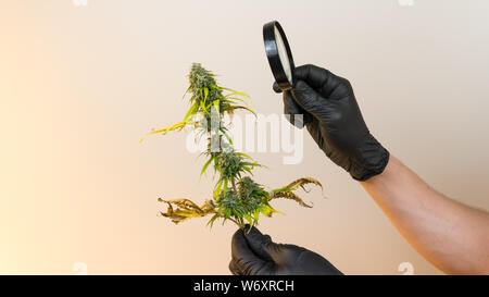 Der junge Mensch in seiner Hand madical Marihuana Knospen und Suchen mit Lupe, close-up. Frisches cannabis Knospen, Ernte. Cannabis ist ein Konzept der Stockfoto