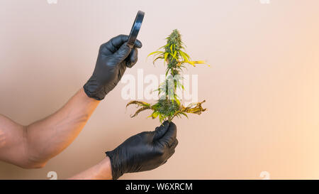 Der junge Mensch in seiner Hand madical Marihuana Knospen und Suchen mit Lupe, close-up. Frisches cannabis Knospen, Ernte. Cannabis ist ein Konzept der Stockfoto