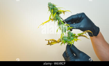 Die junge Person Trimmen in seiner Hand madical Marihuana Knospen, close-up. Frisches cannabis Knospen, Ernte. Cannabis ist ein Konzept der Kräutermedizin. Stockfoto