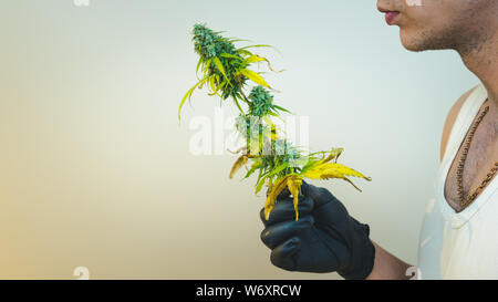 Der junge Mensch in seiner Hand madical Marihuana Knospen, close-up. Frisches cannabis Knospen, Ernte. Cannabis ist ein Konzept der Kräutermedizin. Stockfoto