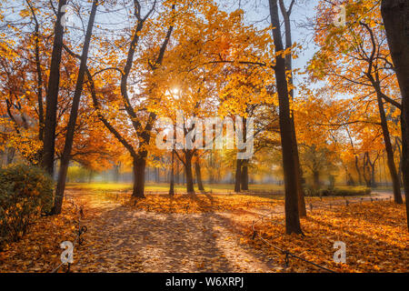 Herbst Landschaft, City Park an einem sonnigen Herbsttag, die Sonne scheint, die durch die gelben Ahornblätter. Parkwege mit Laub abgedeckt Stockfoto