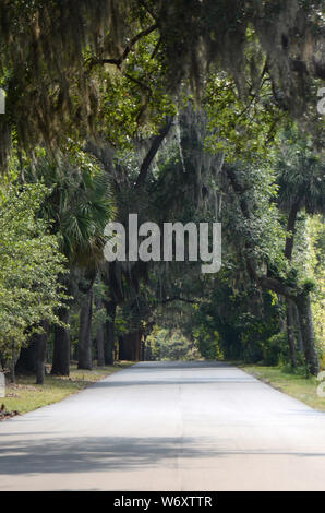 MELANCHOLISCHE STRASSE: Eine Reihe von weinenden Weiden hängt über der Straße, die zum historischen Colonial Park Cemetery im Zentrum von Savannah, Georgia führt. Stockfoto