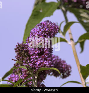 Der Sommerflieder blühender Strauch ist ein Magnet für alle bestäuber während der Sommermonate. Stockfoto