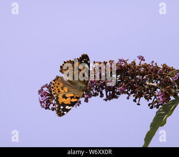 Der Sommerflieder blühender Strauch ist ein Magnet für alle bestäuber während der Sommermonate. Stockfoto