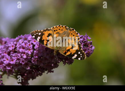 Der Sommerflieder blühender Strauch ist ein Magnet für alle bestäuber während der Sommermonate. Stockfoto