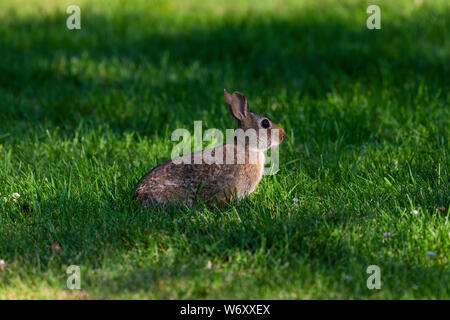 Die östliche cottontail (Sylvilagus floridanus). Diese wilde Kaninchen Es ist die häufigste Kaninchen Arten in Nordamerika. Stockfoto