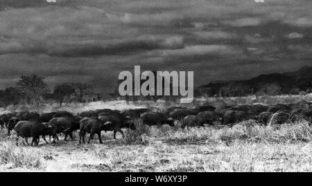 Buffalo nach unten in das Wasserloch nähern waryily in Mikumi Nationalpark. Aus Erfahrung wissen Sie, das ist ein gefährlicher Ort Stockfoto