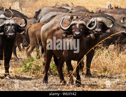 Buffalo Pause am Fahrzeug zu schauen, wie Sie waryily zu den wichtigsten Wasserloch in Mikumi Nationalpark nähern. Stockfoto