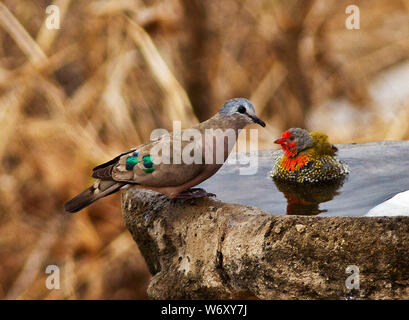 Ein Smaragd entdeckt Holz Dove verbindet eine Green Winged Pytilia wie es badet. Ein vogelbad in einem Safari Camp bietet immer Tag lange Interesse Stockfoto