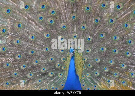 Männlicher Pfau in Vollanzeige Stockfoto