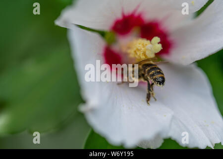 Bienen sammeln Pollen in Blumen Stockfoto