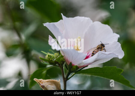 Bienen sammeln Pollen in Blumen Stockfoto