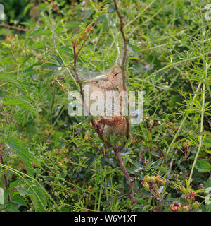 Caterpillar Nest in Hecke Stockfoto