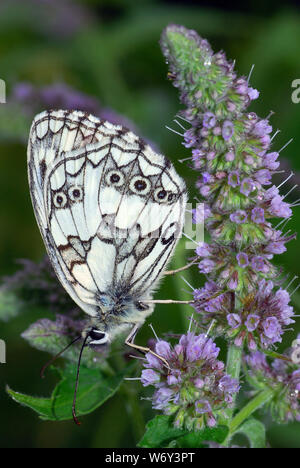 Melanargia galathea, Marbled White, Schachbrett, auf Mentha Stockfoto