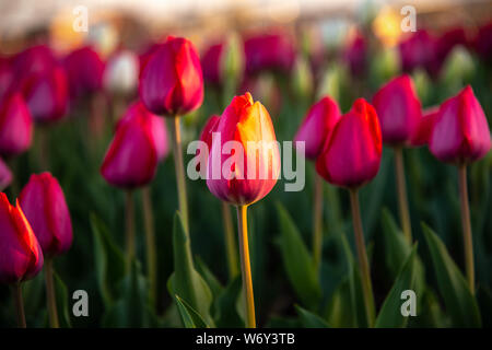 Tulip Schönheit in der Sonne in Overland Park KS Stockfoto