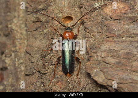 Phymatodes testaceus, Tanbark Borer, Variabler Schönbock Stockfoto