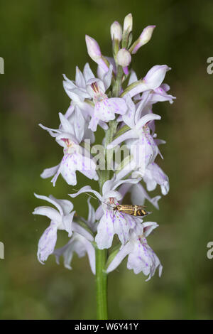 Dactylorhiza fuchsii, gemeine Orchidee, Fuchs-Knabenkraut Stockfoto