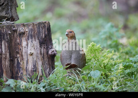 Rebhuhn Perdix perdix, am Rande eines Feldes, East Yorkshire, Großbritannien Stockfoto