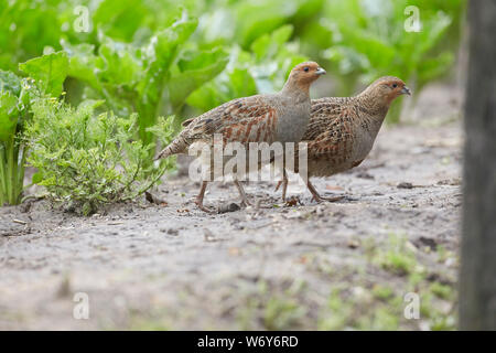 Ein paar Graue Rebhühner, Perdix perdix in Zuckerrüben, East Yorkshire, Großbritannien Stockfoto