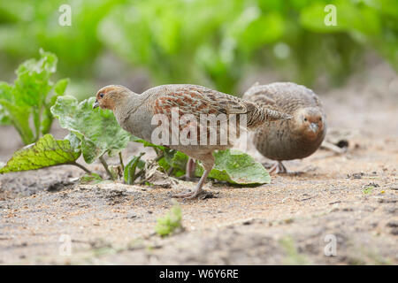 Ein paar Graue Rebhühner, Perdix perdix in Zuckerrüben, East Yorkshire, Großbritannien Stockfoto