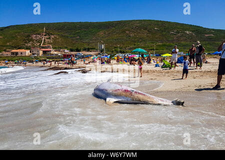 Gonnesa, Fontanamare Strand - August 03, 2019: Ein geschützter Arten von Dolphin, in einem fortgeschrittenen Zustand der Zersetzung. An Land durch den Sturm, die in den entnommenen Stockfoto