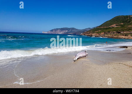 Gonnesa, Fontanamare Strand - August 03, 2019: Ein geschützter Arten von Dolphin, in einem fortgeschrittenen Zustand der Zersetzung. An Land durch den Sturm, die in den entnommenen Stockfoto