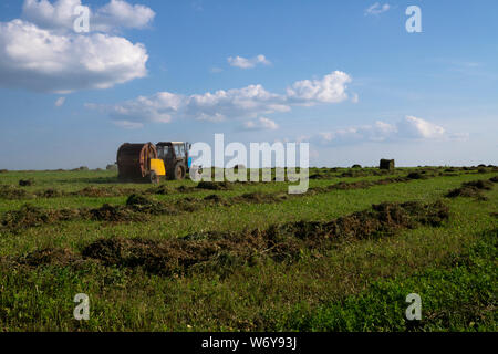 Landmaschinen, Traktoren sammeln Gras in einem Feld vor einem blauen Himmel. Heuernte, Gras Ernte. Jahreszeit der Ernte, Gras, Agricult Stockfoto