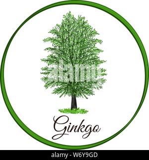 Ginkgo Baum als Vektor mit einzelne Blätter gezeichnet Stock Vektor