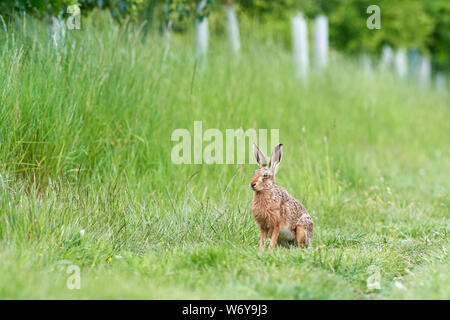Feldhase (Lepus europaeus) Großbritannien Stockfoto