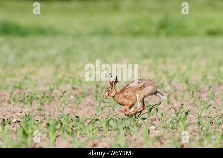 Feldhase (Lepus europaeus) Großbritannien Stockfoto