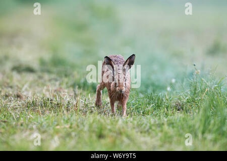 Feldhase (Lepus europaeus) Großbritannien Stockfoto