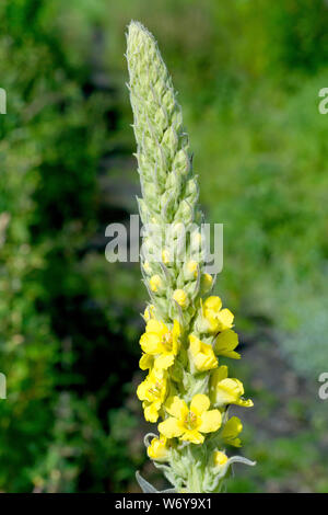 Große Königskerze (molène thapsus), auch als Aarons Stab bekannt, in der Nähe der großen Leiter der Anlage, als es zur Blüte kommt. Stockfoto