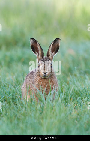 Feldhase (Lepus europaeus) Großbritannien Stockfoto