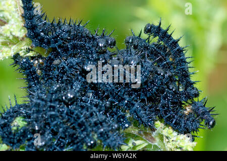 Eine große Masse von Tagpfauenauge Raupen oder Larven (Nymphalis io) kürzlich auf einer Brennnessel (Urtica dioica) Pflanze geschlüpft. Stockfoto